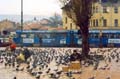 i_bosnia_sjpigeons.jpg (8652 byte)